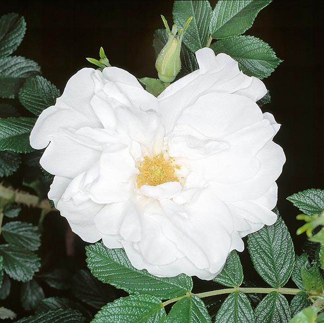 rosa_blanc_double_de_coubert.jpg