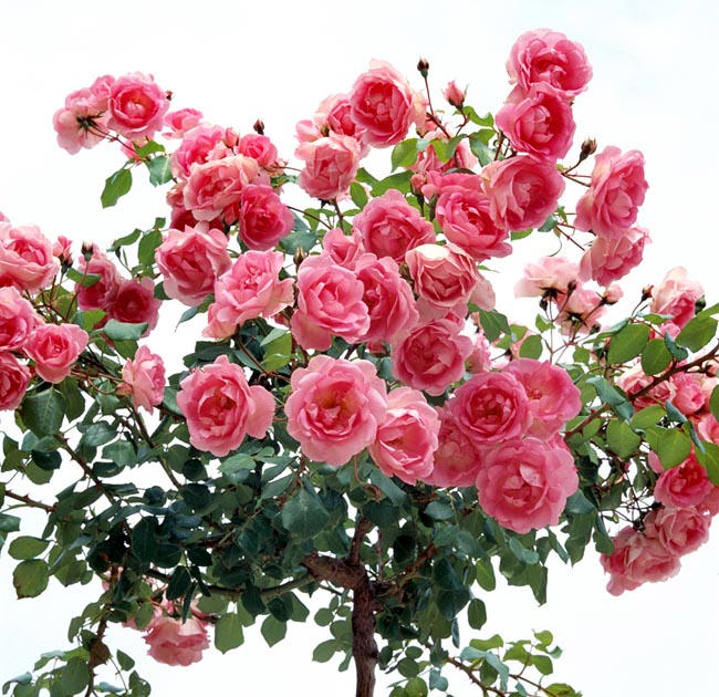 rosa_centenaire_de_lourdes.jpg