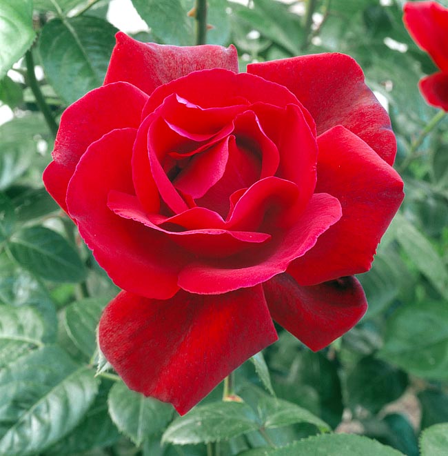 rosa_chateau_d_amboise.jpg