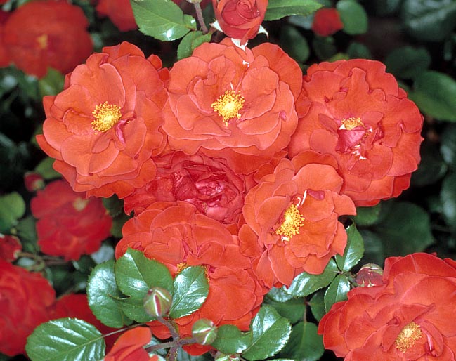 rosa_chorus.jpg