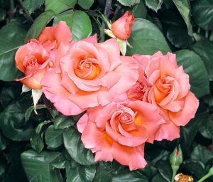 Rosa ‘Christophe Colomb’ - Monaco Nature Encyclopedia