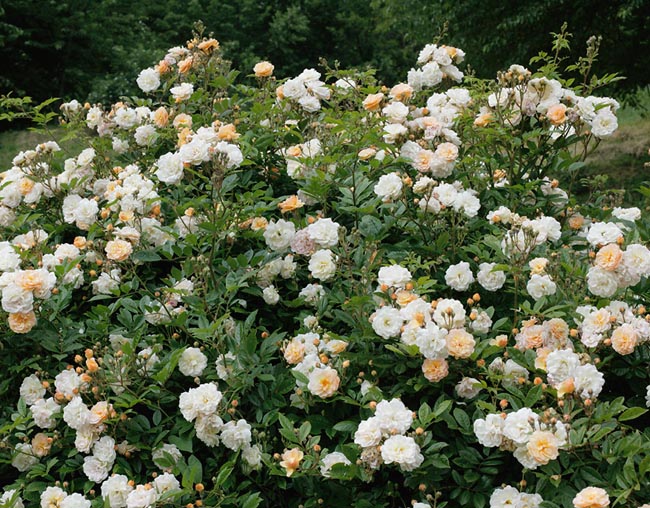 Rosa ‘Ghislaine de Féligonde’ - Monaco Nature Encyclopedia