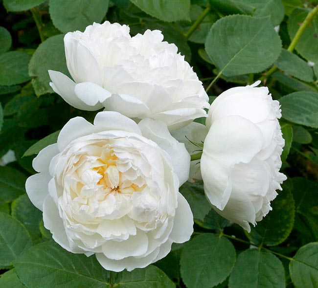 rosa_glamis_castle.jpg