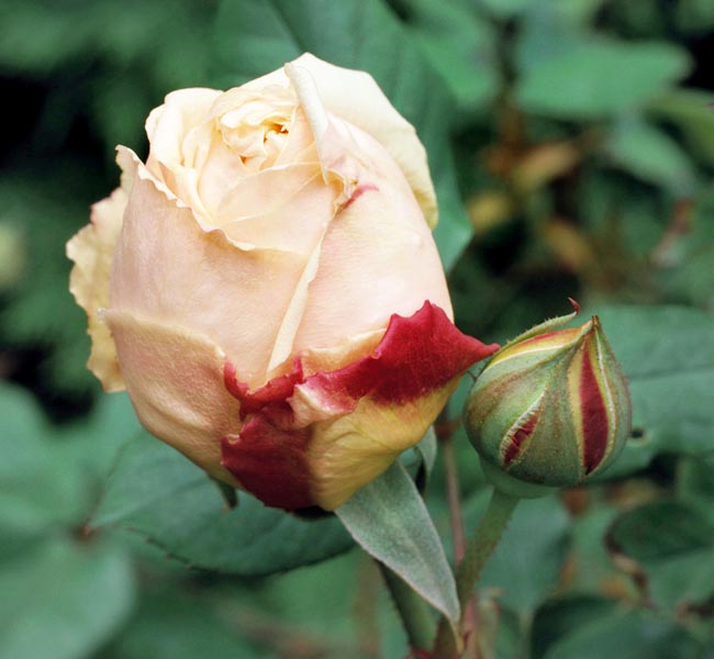 rosa_gloire_de_dijon.jpg