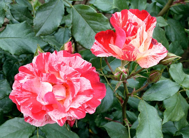 rosa_grimaldi.jpg