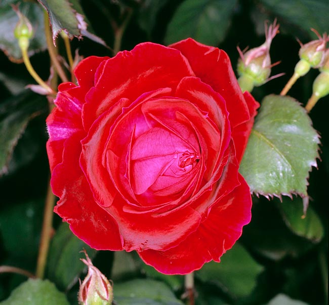 rosa_gruss_an_teplitz.jpg