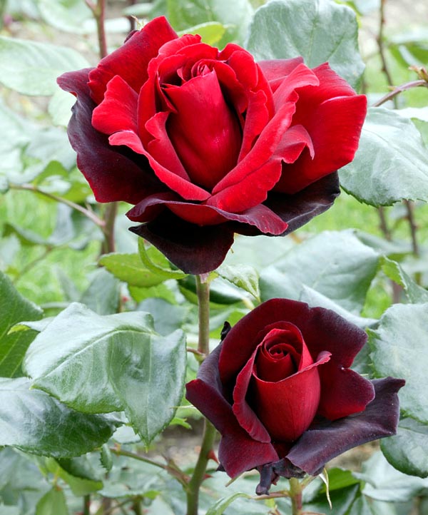 Rosa 'Le Rouge et le Noir' - Monaco Nature Encyclopedia