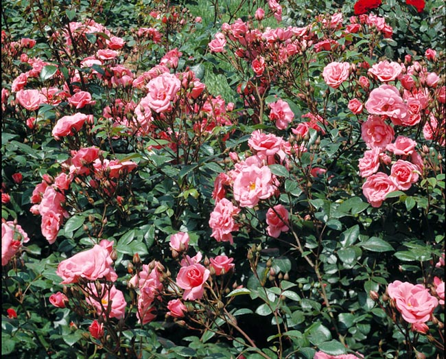 rosa_les_amoureux_de_peynet.jpg