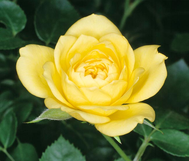 rosa_meillandina_royal.jpg