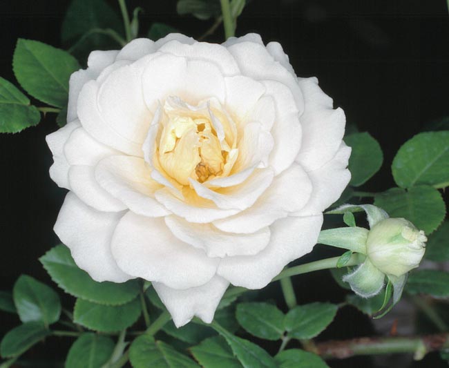 rosa_meillandina_snow.jpg