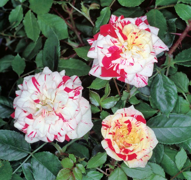 rosa_meillandina_striped.jpg