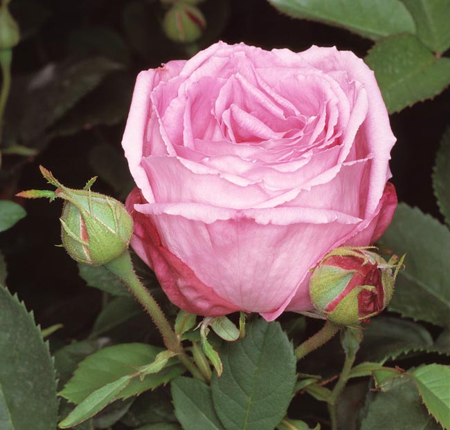 rosa_mrs_john_laing.jpg