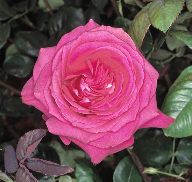 rosa_nuit_d_orient.jpg