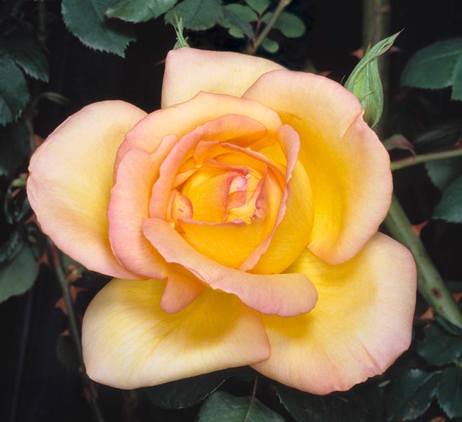 rosa_parure_d_or.jpg