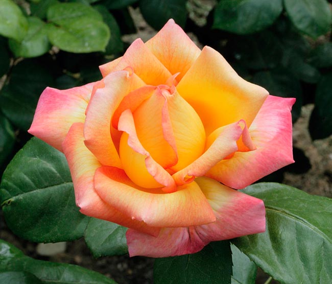 Розы Луи де Фюннес и другие сорта, названные в честь знаменитых актеров и актрис 