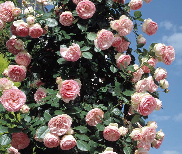 Rosa 'Pierre de Ronsard' - Monaco Nature Encyclopedia