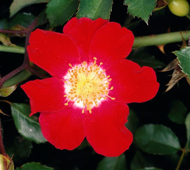 rosa_red_multirose.jpg