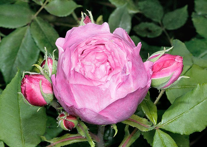 Rosa 'Reine Victoria' - Monaco Nature Encyclopedia