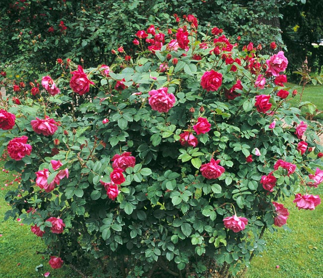 rosa_rose_a_parfum_de_l_hay.jpg