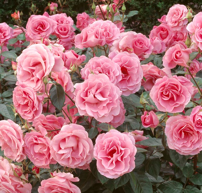 rosa_rose_de_rennes.jpg