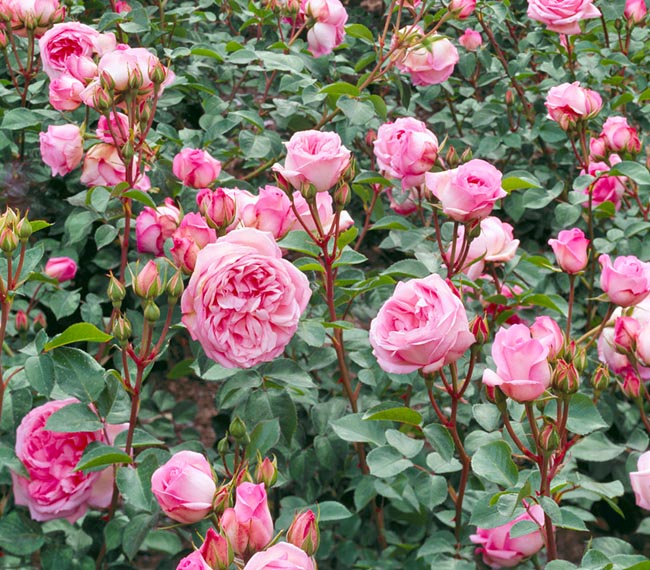 rosa_roseraie_de_chatelet.jpg