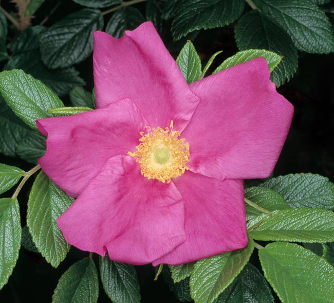 rosa_rugosa_scabrosa.jpg