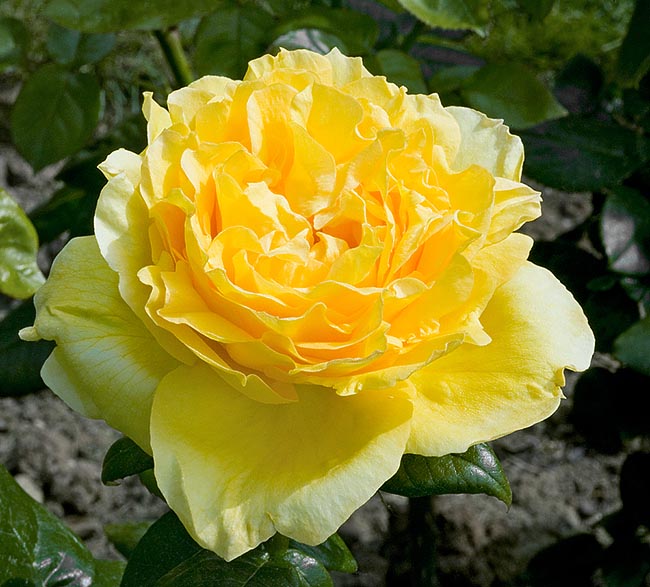 rosa_souvenir_de_marcel_proust.jpg