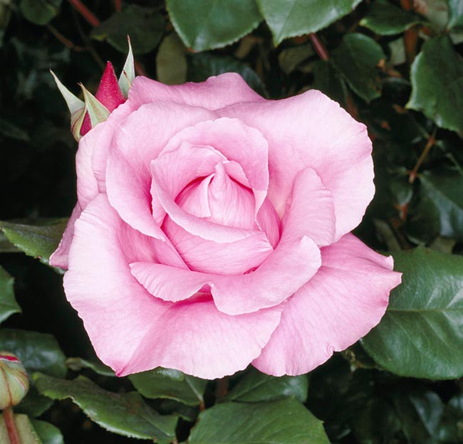 Rosa ‘The Mc Cartney Rose’ - Monaco Nature Encyclopedia