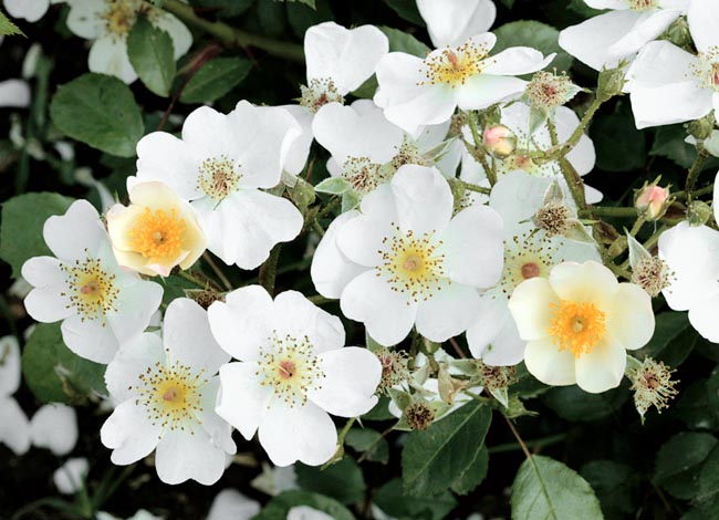 rosa_white_fleurette.jpg