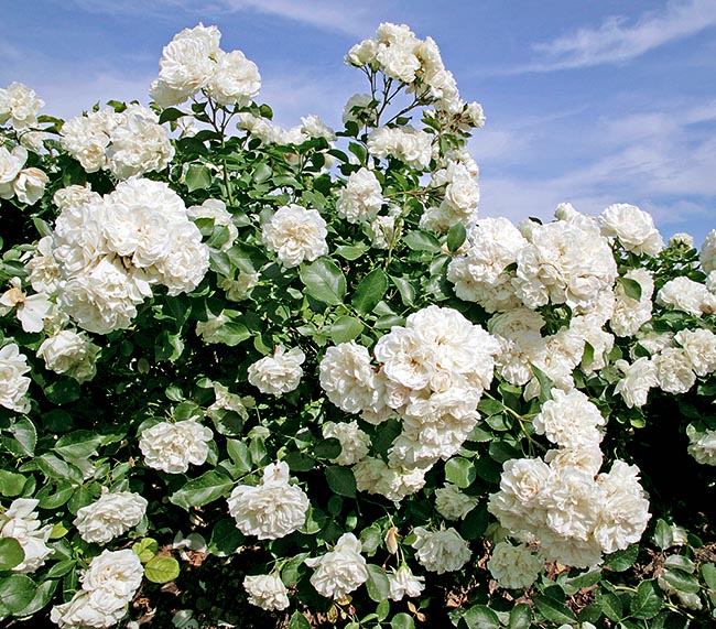 rosa_white_meidiland.jpg