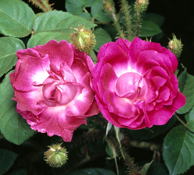 rosa_william_lobb.jpg