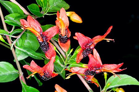 La Ruttya fruticosa es un arbusto de África Oriental © Giuseppe Mazza