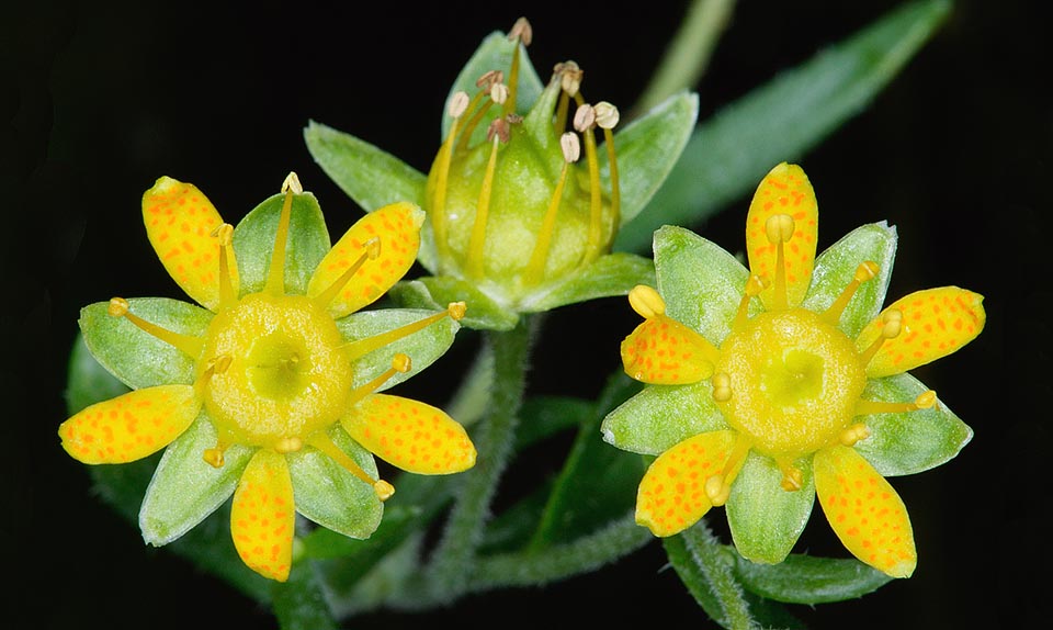 Saxifraga aizoides, Saxifragaceae, Saxífraga amarilla 