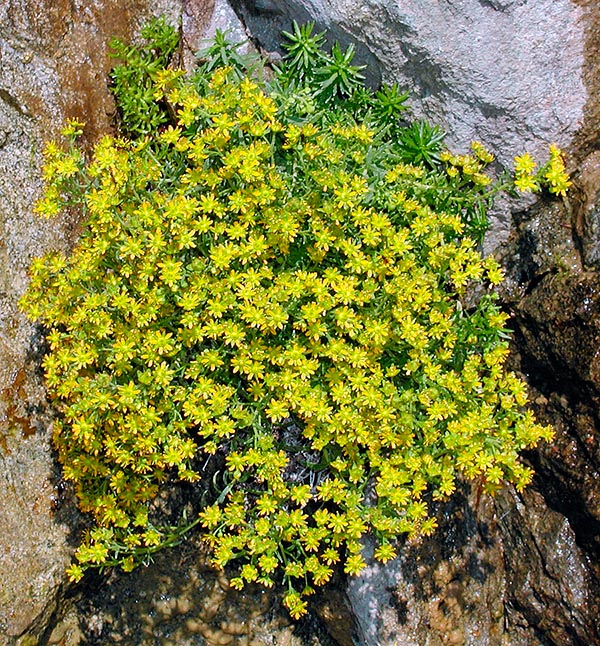 Saxifraga aizoides, Saxifragaceae, Saxífraga amarilla 