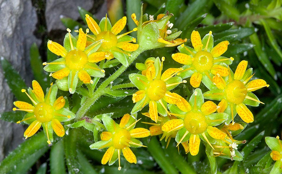 Saxifraga aizoides, Saxifragaceae, Saxífraga amarilla 