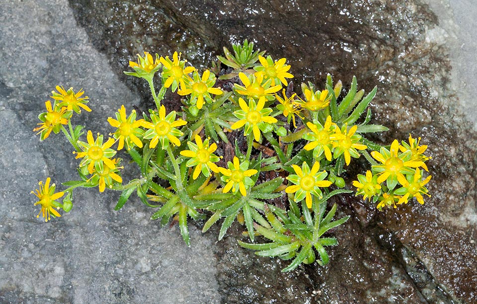 Saxifraga aizoides, Saxifragaceae, Yellow Saxifrage