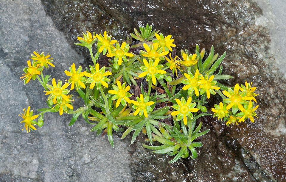 Saxifraga aizoides, Saxifragaceae, Sassifraga gialla, Sassifraga autunnale