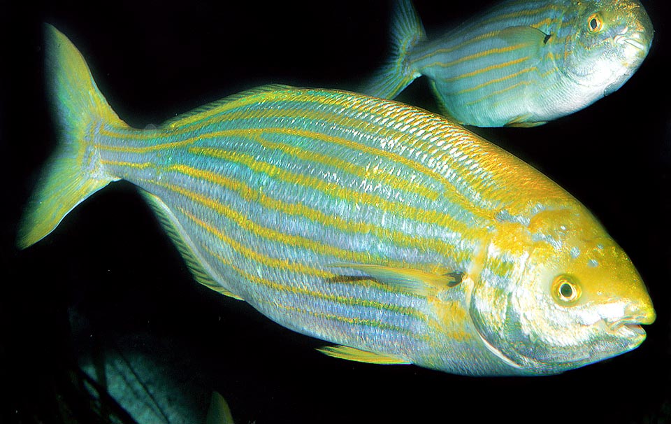 Sarpa salpa is a protogynous hermaphroditic species, with the females which by ageing, become males, when about 25 cm long. The oldest individuals can be 40 cm long and weigh up to 1 kg, but some talk of even 50 cm and 3 kg. It's not an endangered fish and has a good resilience: if needed, their populations can double in 1,4-4,4 years.