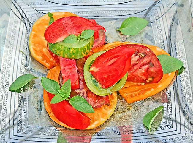 Une salade saine de tomates et de basilic dans une joyeuse combinaison de couleurs © Le Tomatologue