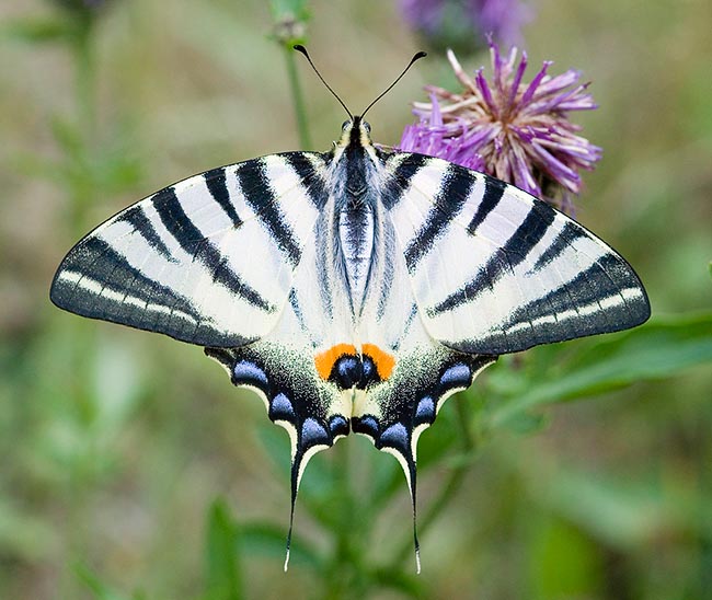 Iphiclides podalirius, Papilionidae, Flambé 