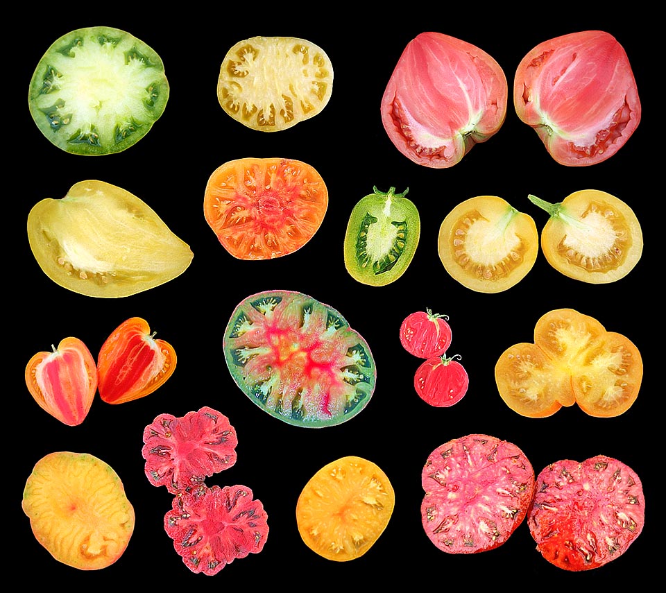 There are almost 15.000 varieties. Here some dissected fruits showing the biodiversity created by man © Le Tomatologue