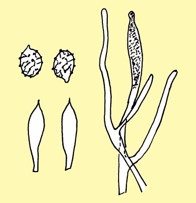 Spores, cystidia and dermatocystidia © Pierluigi Angeli