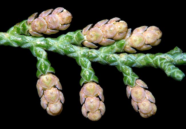 Juniperus sabina, Cupressaceae