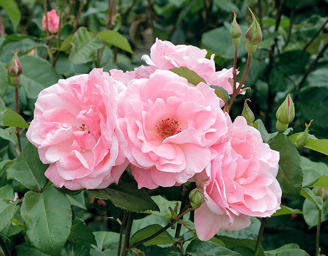 The Queen Elizabeth Rose, Floribunda