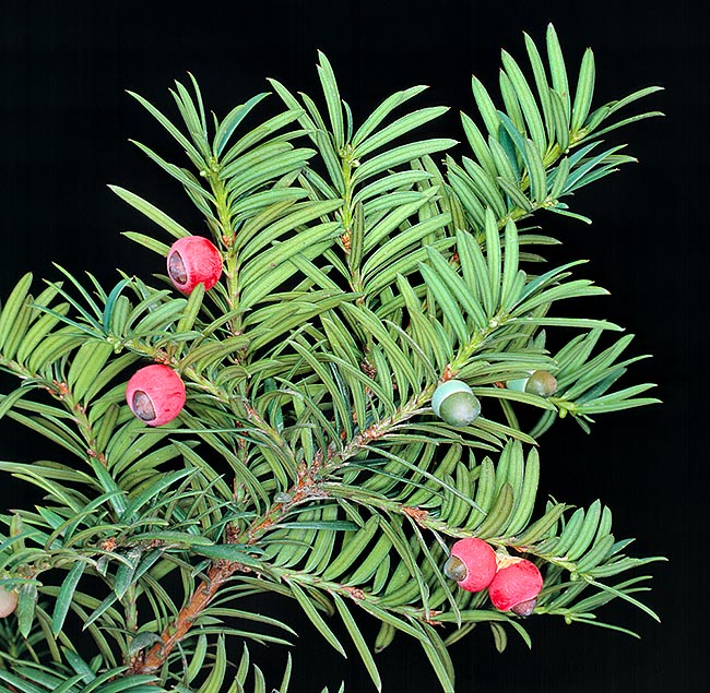 Taxus baccata, Taxaceae, tejo 