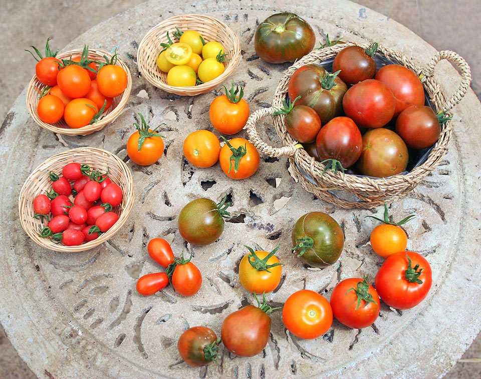 Un assortimento di varietà di piccolo e medio calibro © Le Tomatologue