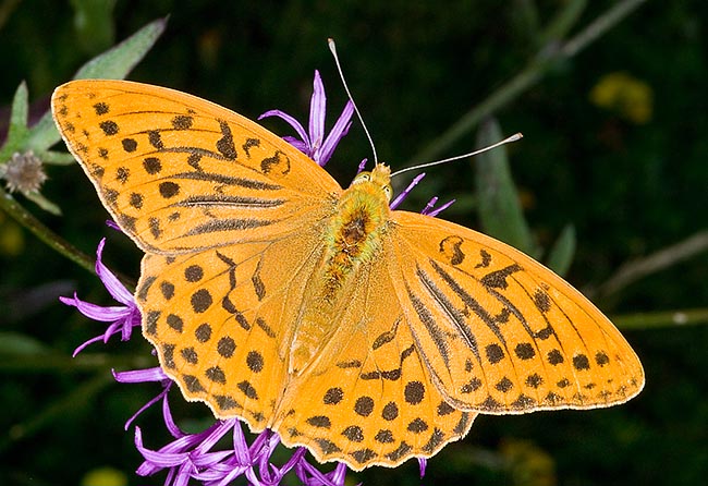 Un maschio di Argynnis paphia con le caratteristiche strisce nerastre © Giuseppe Mazza