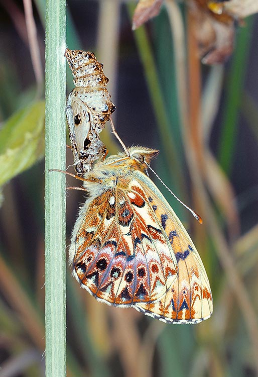 Clossiana titania, Nymphalidae