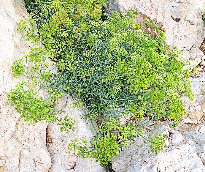 Only species of the genus Crithmum, the Crithmum maritimum grows among the rocks close to the sea where forms bushy cushions of more than 50 cm. The leaves are fleshy and edible, rich of vitamin C and medicinal virtues © Mazza