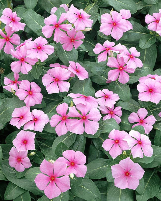 Appelé aussi à cause de la forme de sa fleur pervenche de Madagascar le Catharanthus roseus est une herbacée sempervirente, à la base semi-ligneuse, de 60 cm. Espèce ornementale vénéneuse, naturalisée sous les tropiques et aux vertus médicinales reconnues pour le traitement de certaines formes de maladies tumorales © G. Mazza